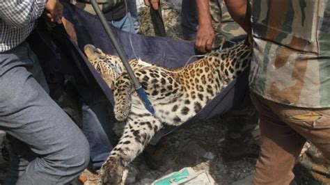 latest leopard deaths news